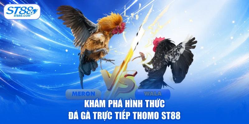 Trực Tiếp Đá Gà Thomo - Xem Giải C1 C2 C3 Sớm Nhất